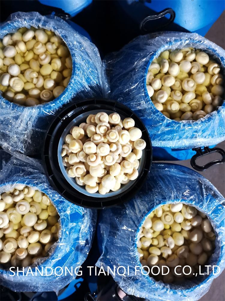 Whole white mushroom in salted water in drums