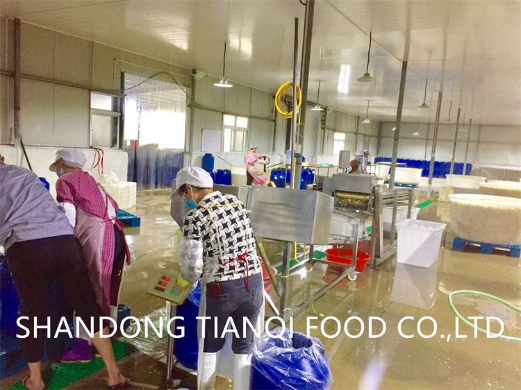 Factory champignon mushroom in salted water in drums