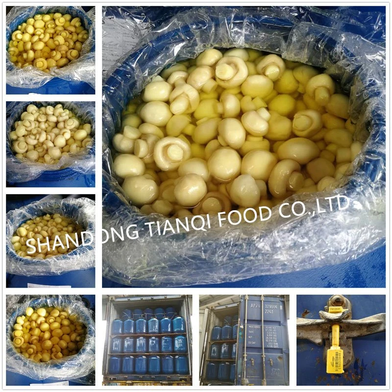 best white champignon button mushroom in brine in drums