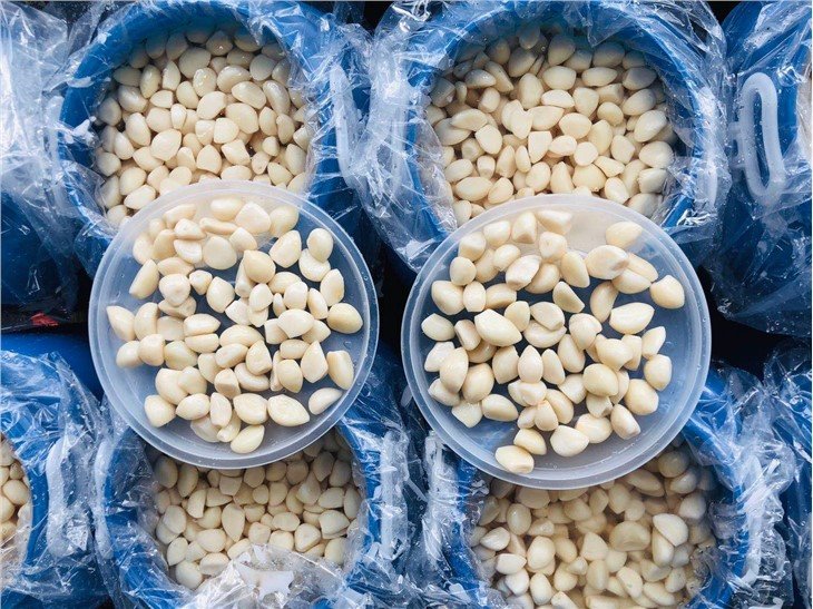 Garlic in salty water in drums
