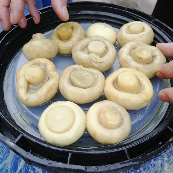 4-6cm whole white champignon mushroom in brine in drums