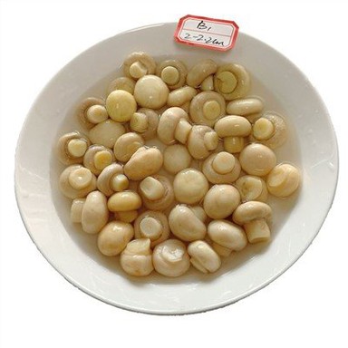 قارچ شور در طبل