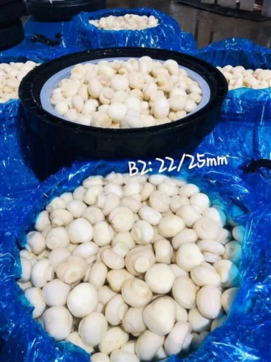 قارچ بسته بندی درام در سرکه در طبل